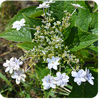 隅田の花火