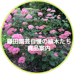 鎌田園芸の植木